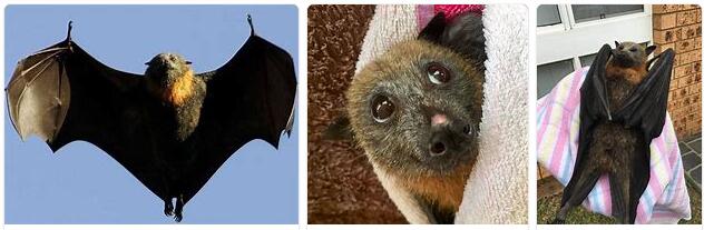 Australia Bats